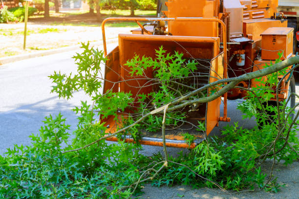 Tree and Shrub Care in Silverton, OH