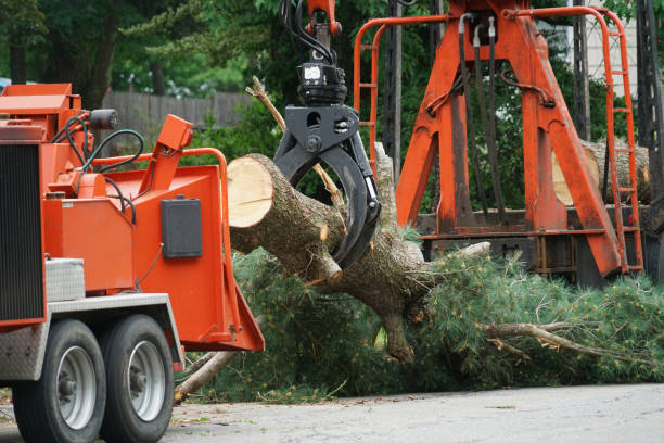 How Our Tree Care Process Works  in  Silverton, OH