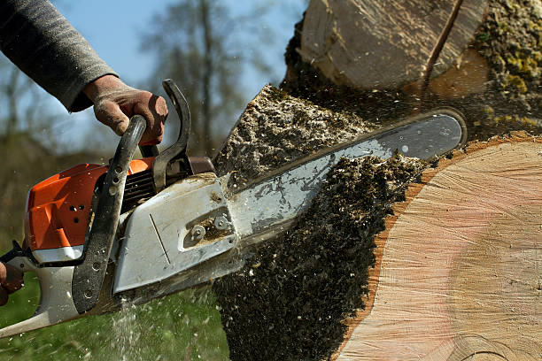 Trusted Silverton, OH Tree Services Experts